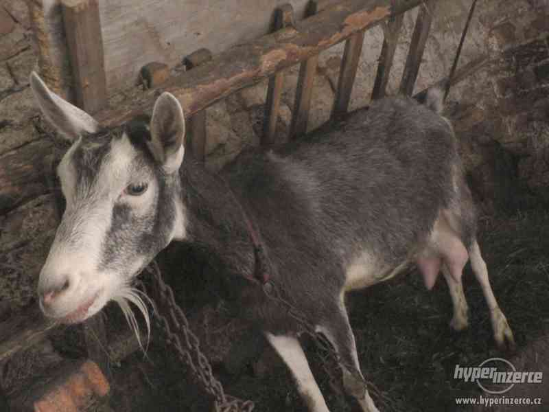 Prodám kozu - foto 1