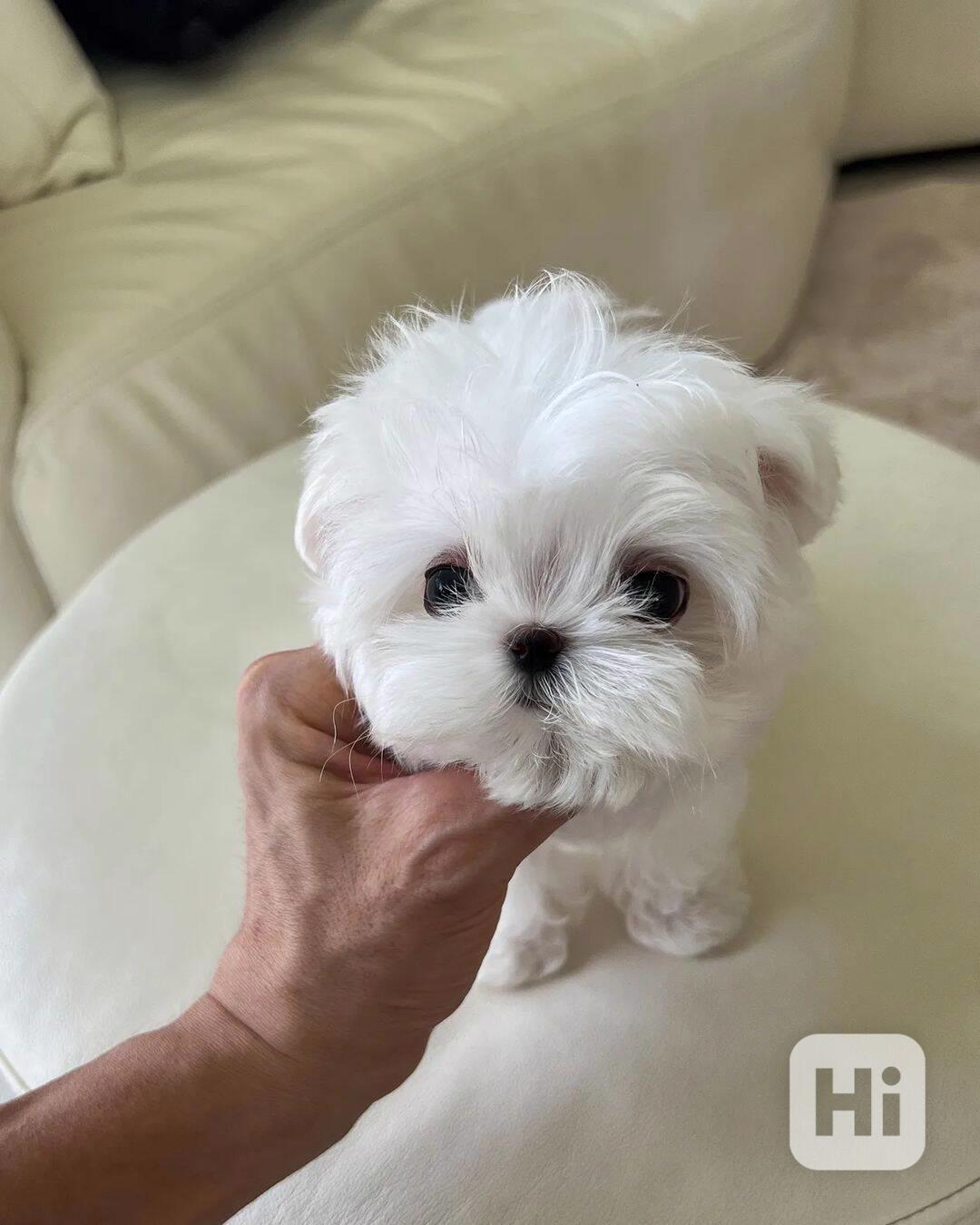  Zdravá štěňátka maltézáka a fenky k adopci zdarma  - foto 1