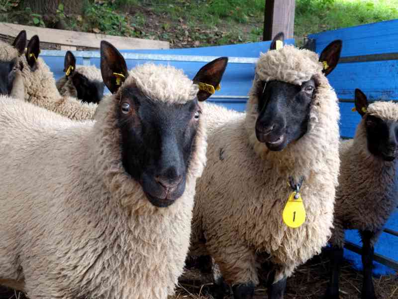 Clun Forest jehnata s POP beran ovce beranek jehne beran - foto 7