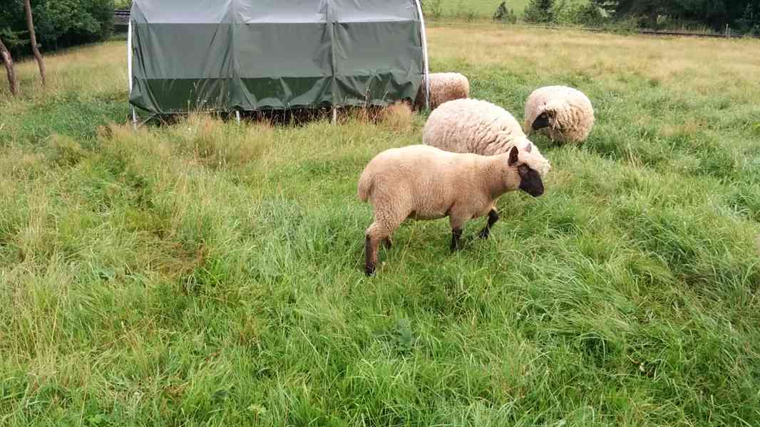 Clun Forest jehnata s POP beran ovce beranek jehne beran - foto 4