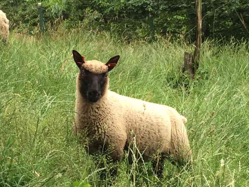 Clun Forest jehnata s POP beran ovce beranek jehne beran - foto 6