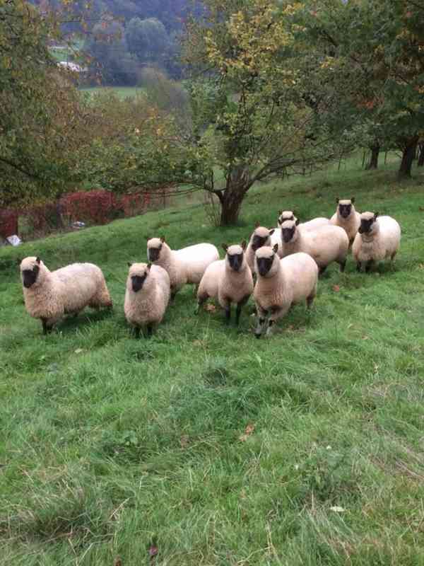 Clun Forest jehnata s POP beran ovce beranek jehne beran - foto 3