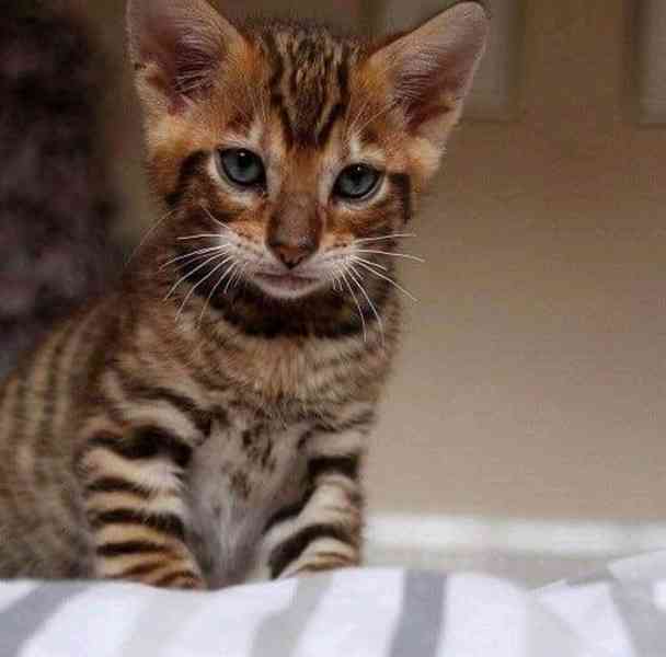 Ohromující koťátka Toyger Whatsapp mě na +31623136056 - foto 2