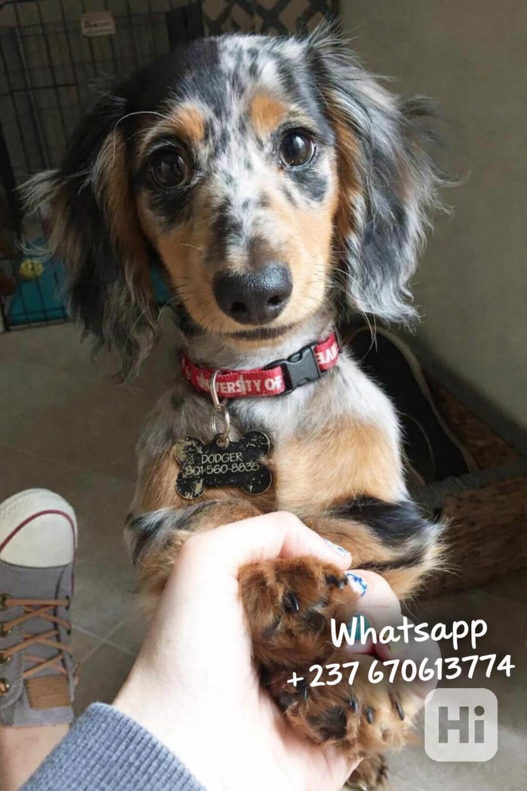 Štěňata jezevčíka samec a samice k adopci - foto 1