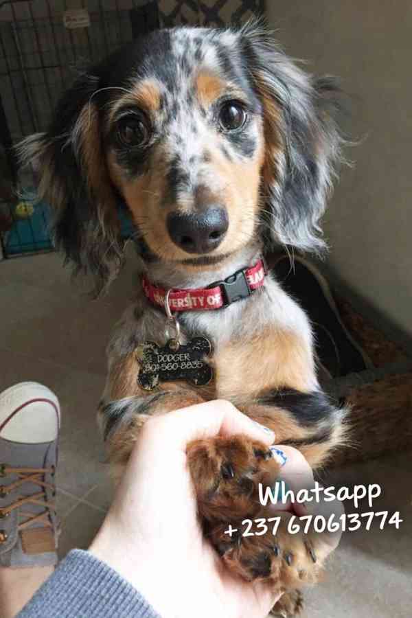 Štěňata jezevčíka samec a samice k adopci - foto 1