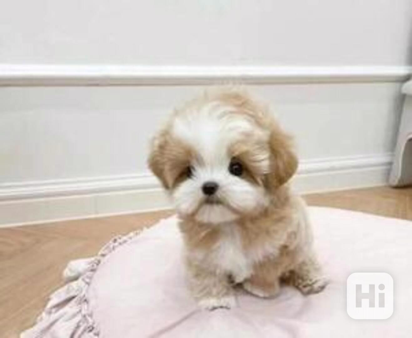 Štěňata maltipoo připravena - foto 1