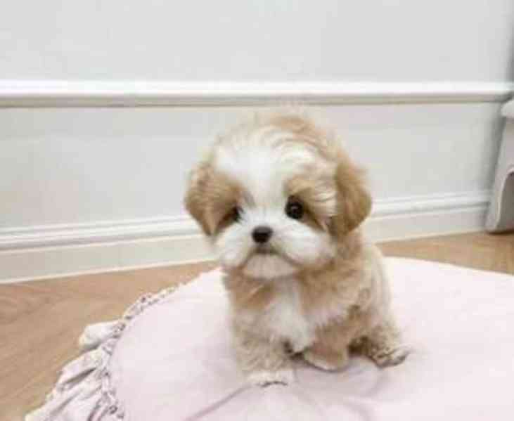 Štěňata maltipoo připravena - foto 1