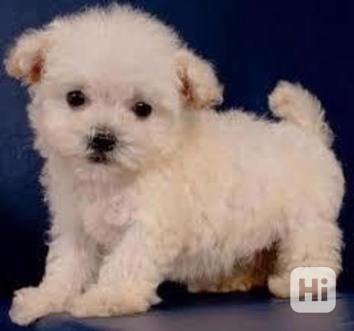 Štěně maltipoo - foto 1