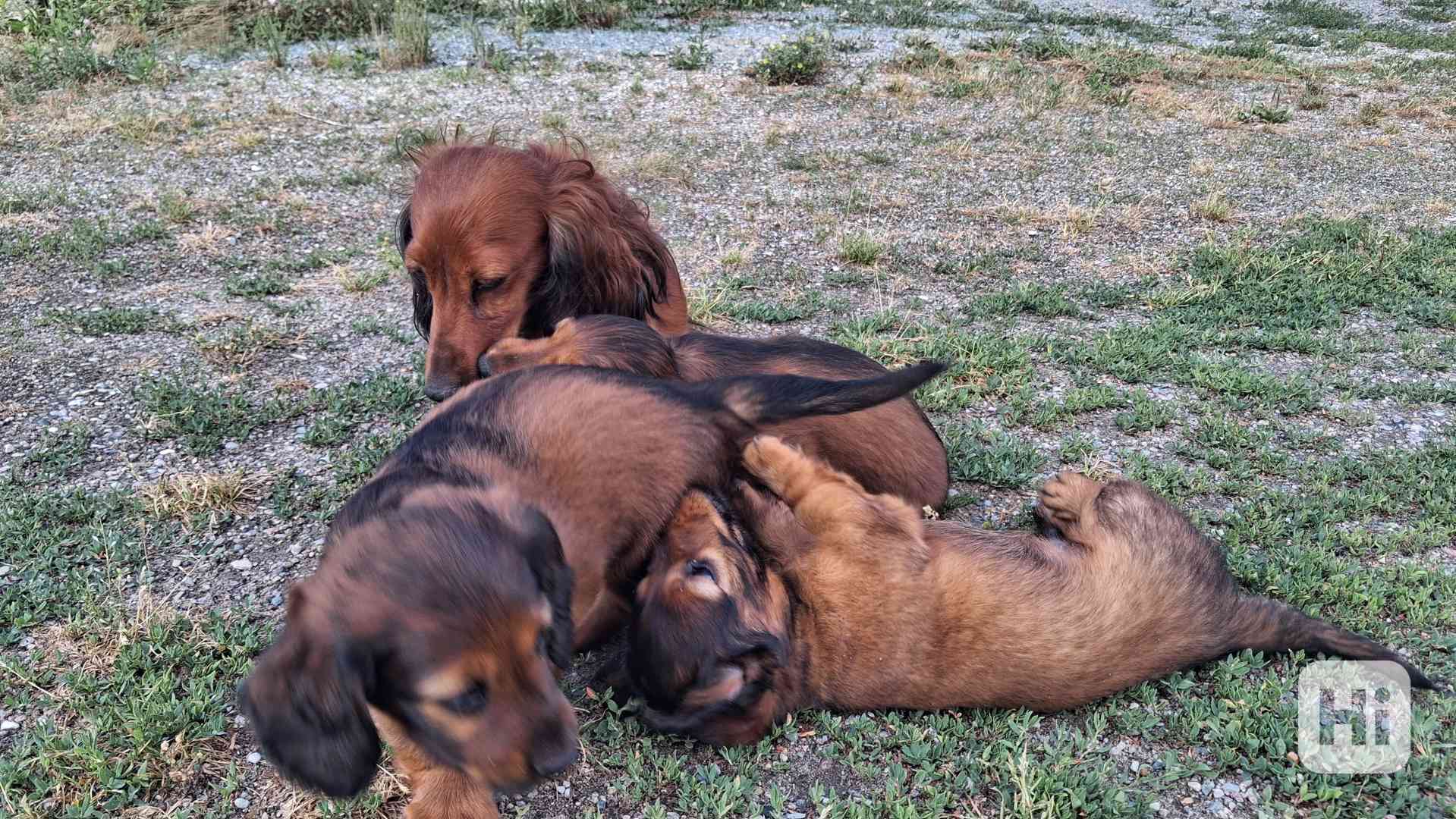 Štěňata Jezevčík trpasličí červenonnědý dlouhosrstý - foto 1