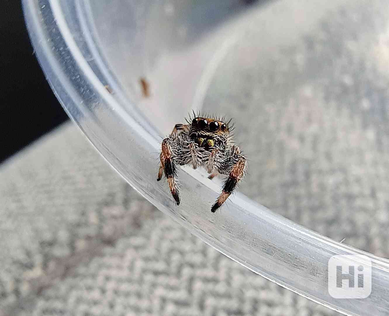Skákavka královská - Phidippus Regius Everglades  - foto 1