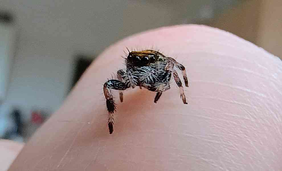 Skákavka královská - Phidippus Regius Everglades  - foto 3