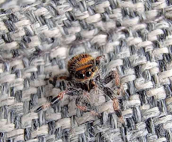 Skákavka královská - Phidippus Regius Everglades  - foto 4