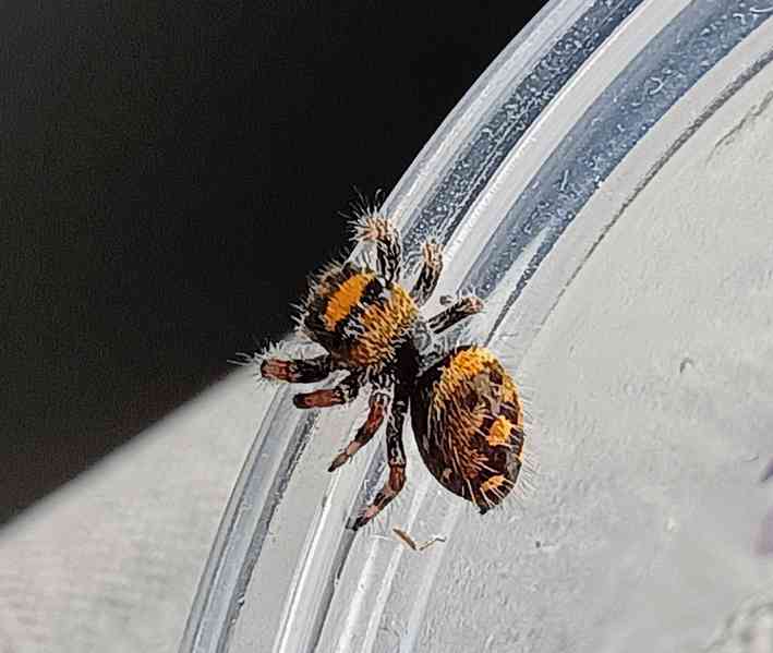 Skákavka královská - Phidippus Regius Everglades  - foto 5