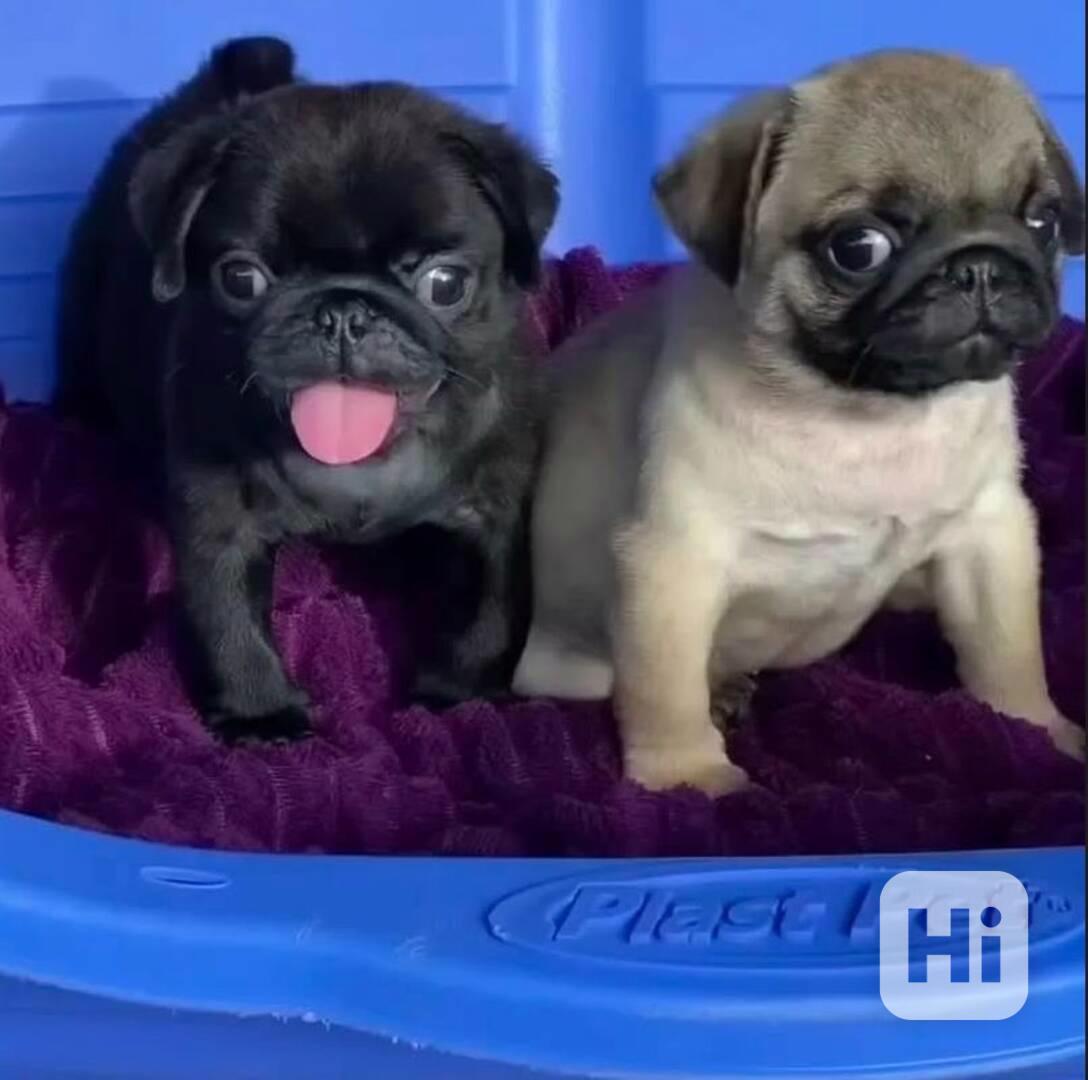 Dárek zdarma  krásná štěňata mopse k adopci   - foto 1