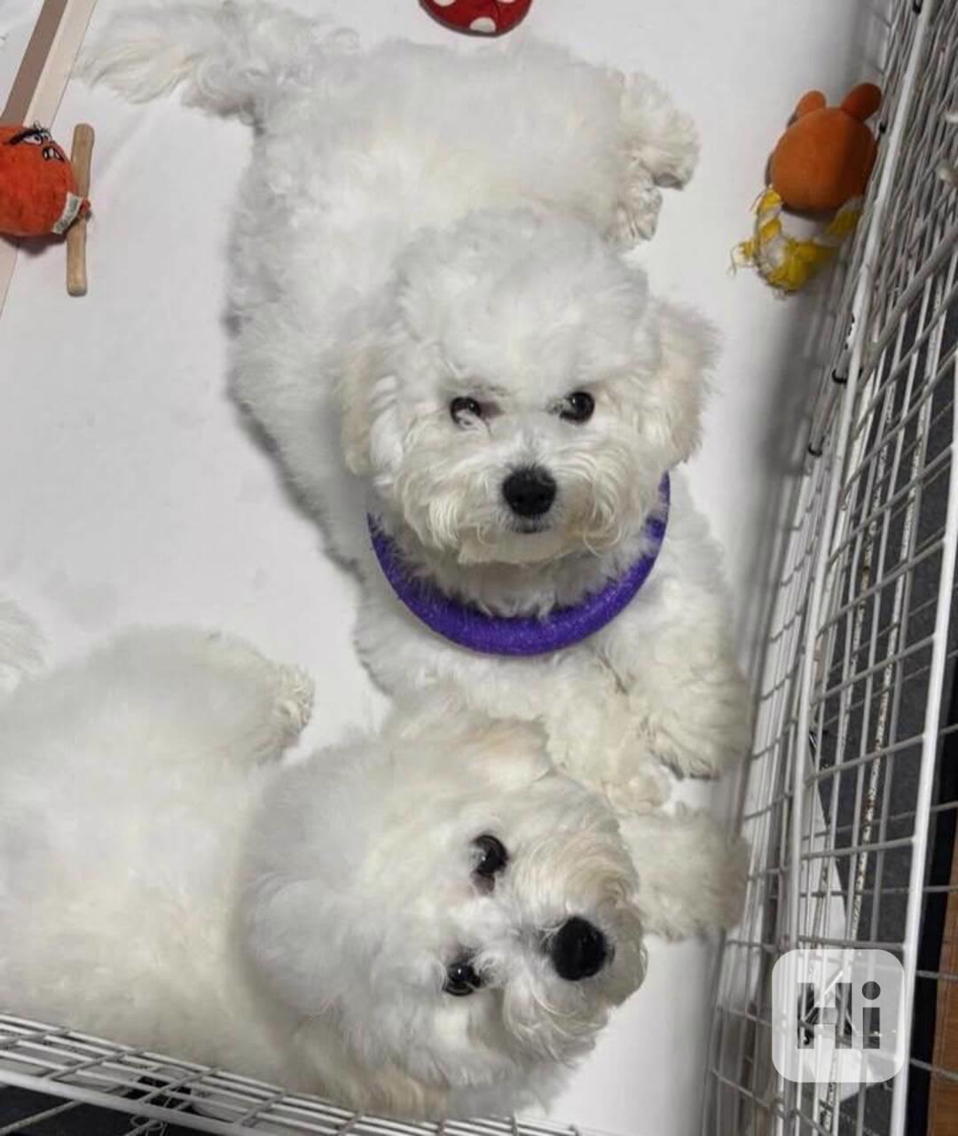 Čistokrevný bišonek. - foto 1