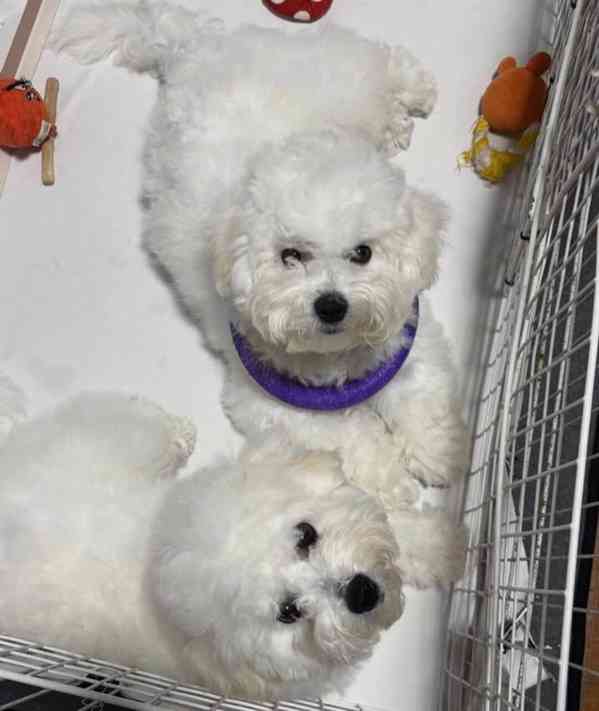 Čistokrevný bišonek. - foto 1