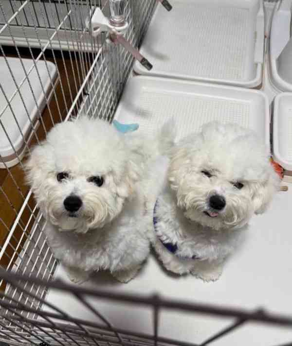 Čistokrevný bišonek. - foto 2