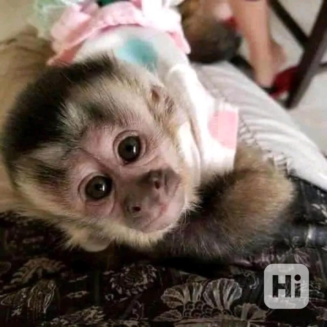  roztomilé úžasné kapucínské mládě - foto 1