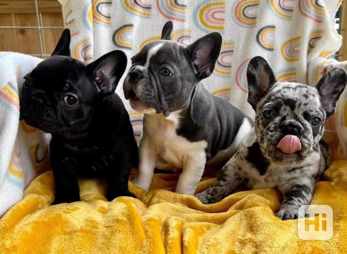 Štěňata francouzského buldoka - foto 1