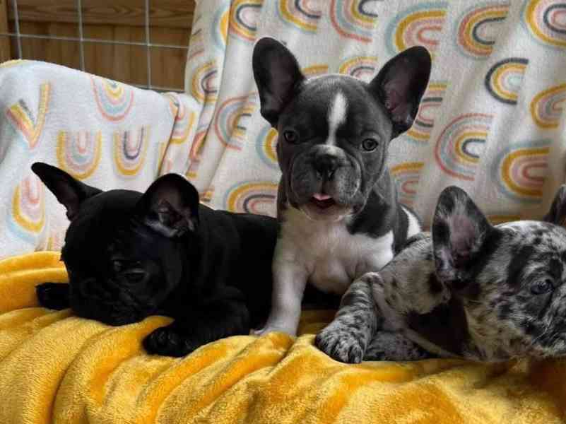 Štěňata francouzského buldoka - foto 2