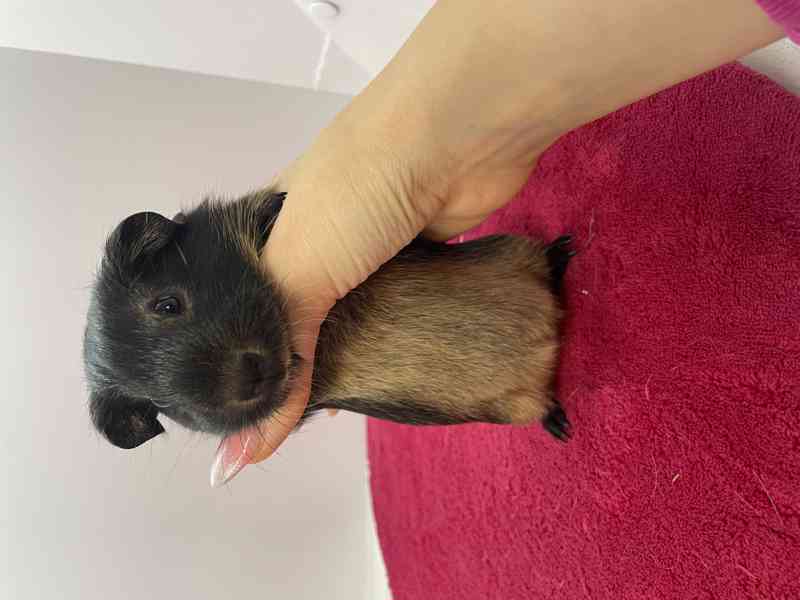 Morče samička hladké otter černá s PP  - foto 2
