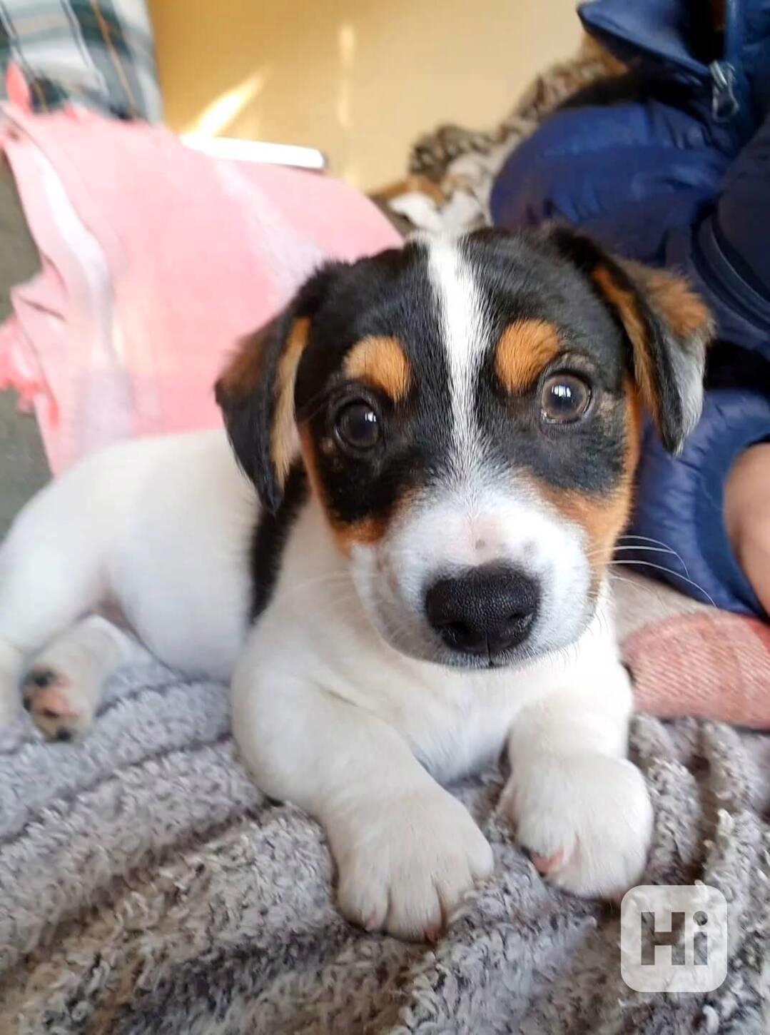 Štěňata JRT s PP - foto 1