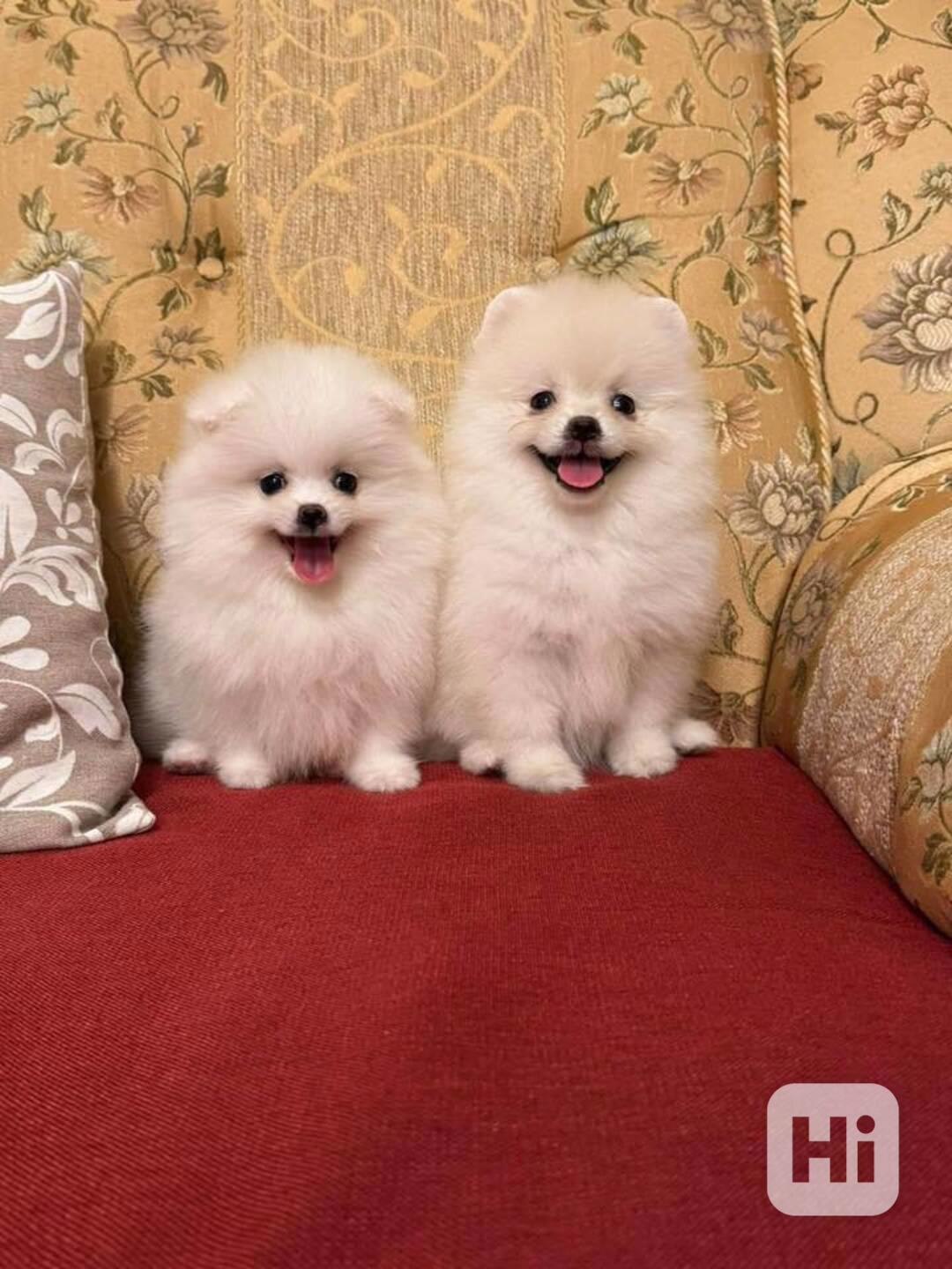 Štěňata pomeraniana k adopci zdarma. Dáváme je k adopci zdar - foto 1