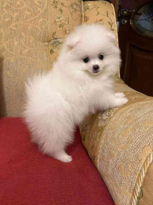 Štěňata pomeraniana k adopci zdarma. Dáváme je k adopci zdar - foto 3