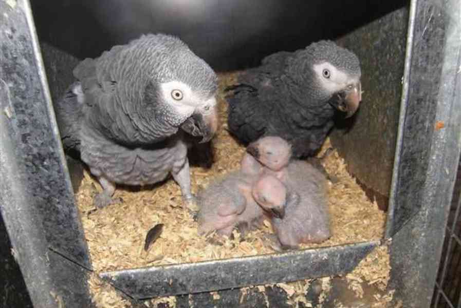 Prodám krásné africké papoušky šedé