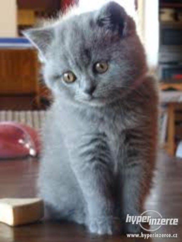 koupím Britskou kočku modrou - foto 1