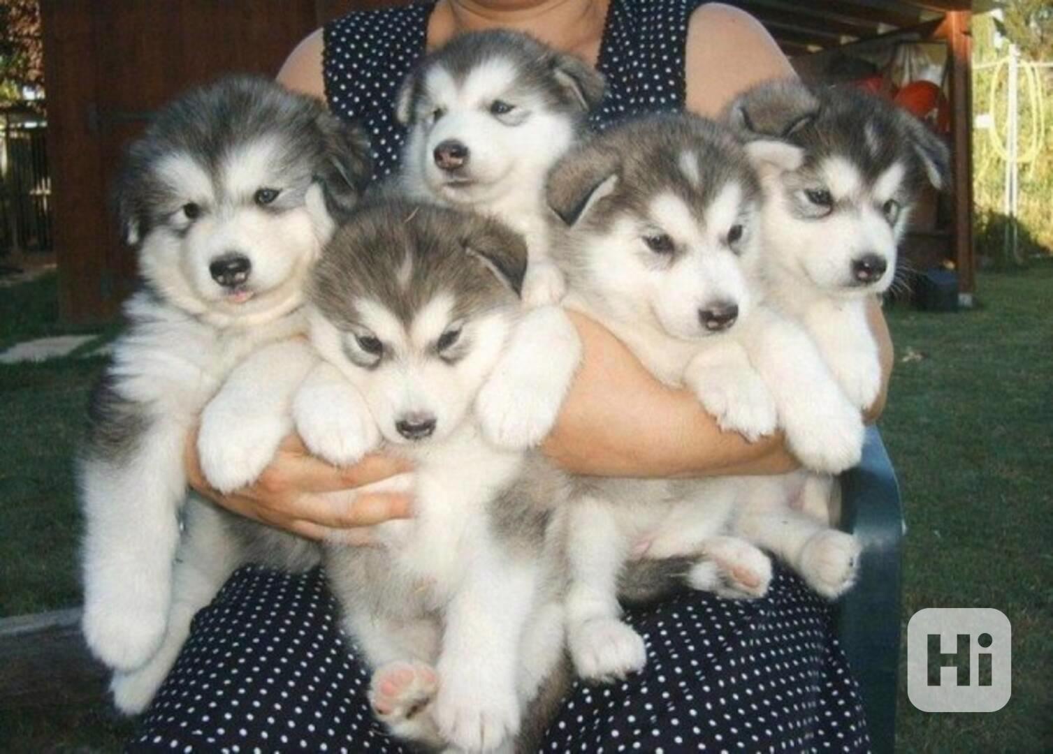 Krásná husky štěňátka k adopci..... - foto 1