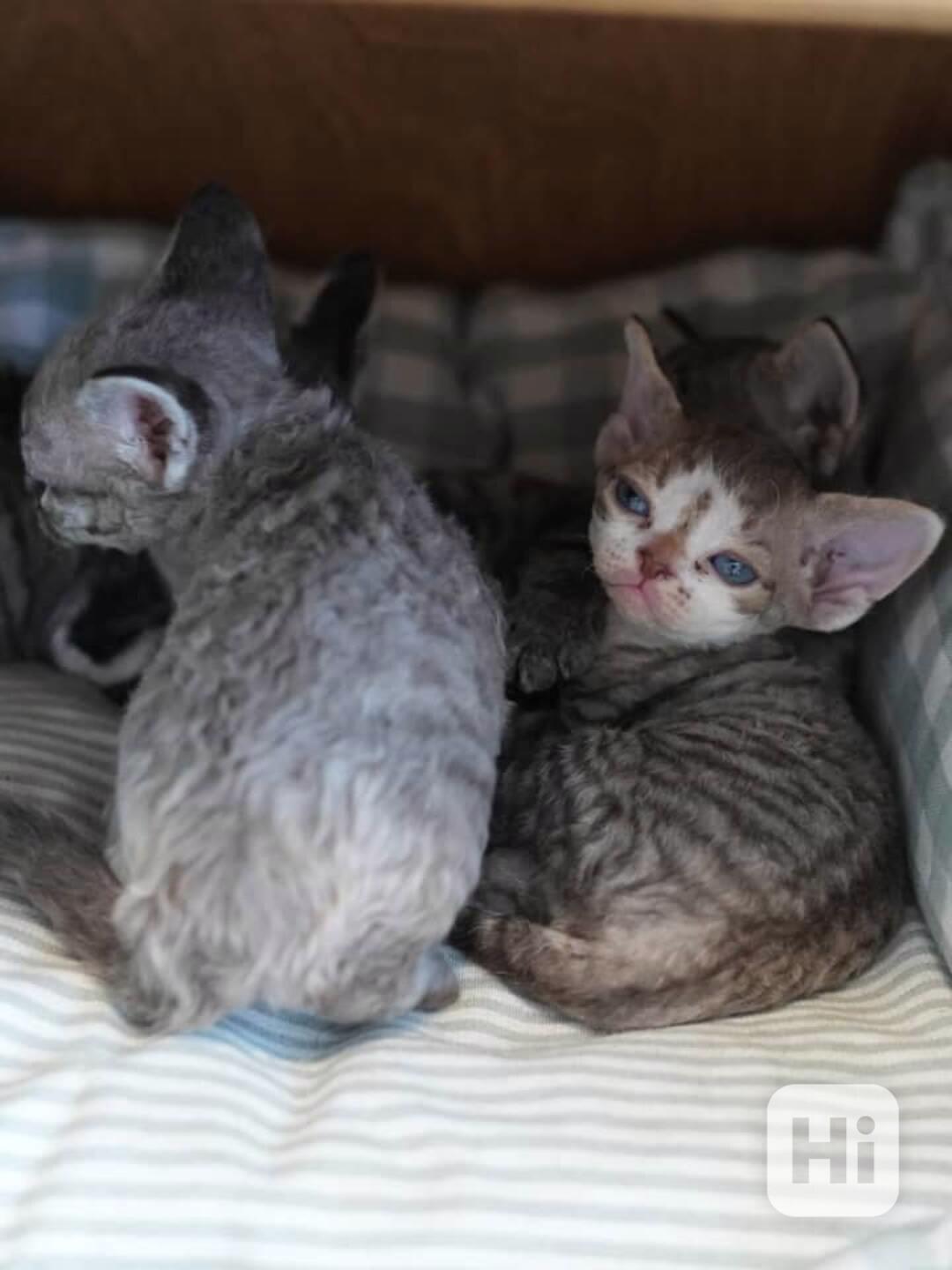 ✨ Rozkošné kotě Devon Rex k dispozici ✨ - foto 1