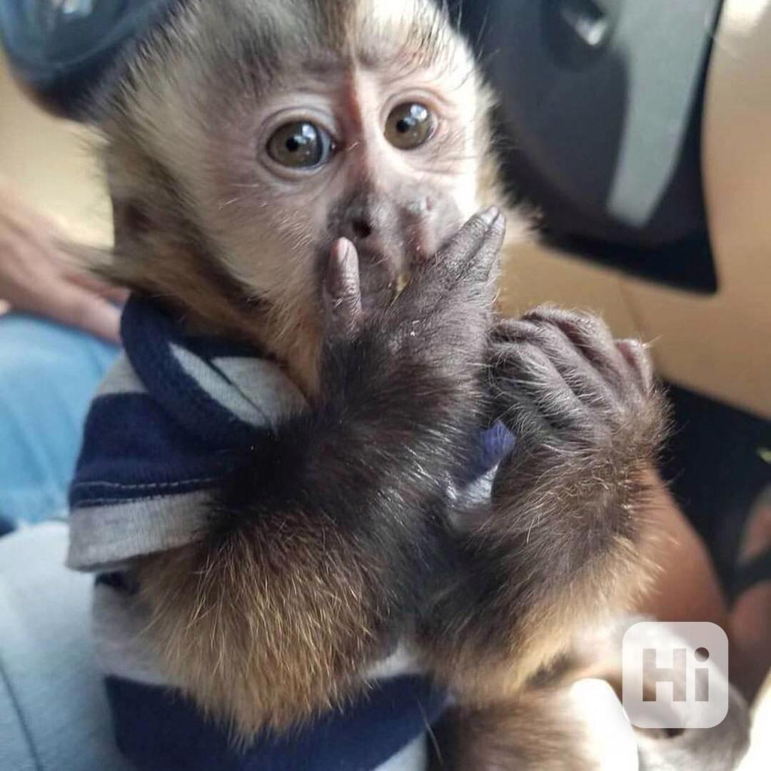 Prodám roztomilé kapucínské opice - foto 1