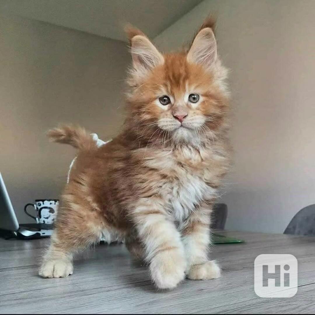 Rozkošná mainská mývalí koťátka nyní k bezplatné adopci  - foto 1