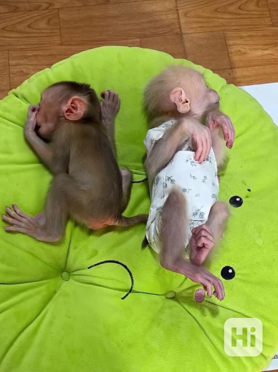 Krásná mláďata opice kapucínské - foto 1