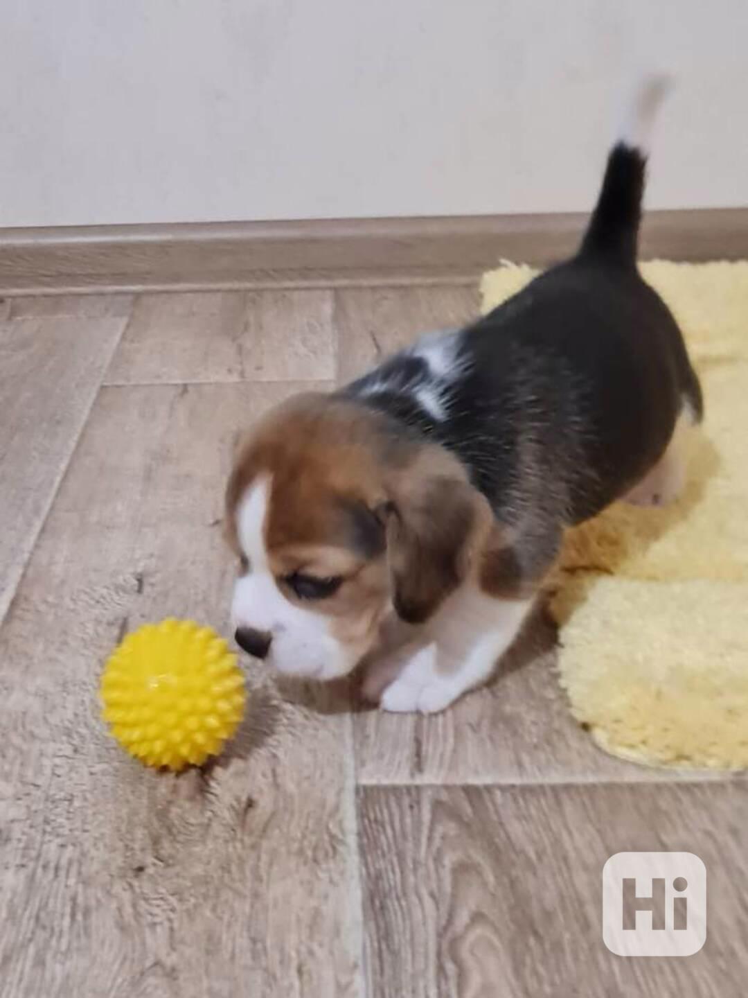 Nádherná štěňata bígla k uchovávání - foto 1