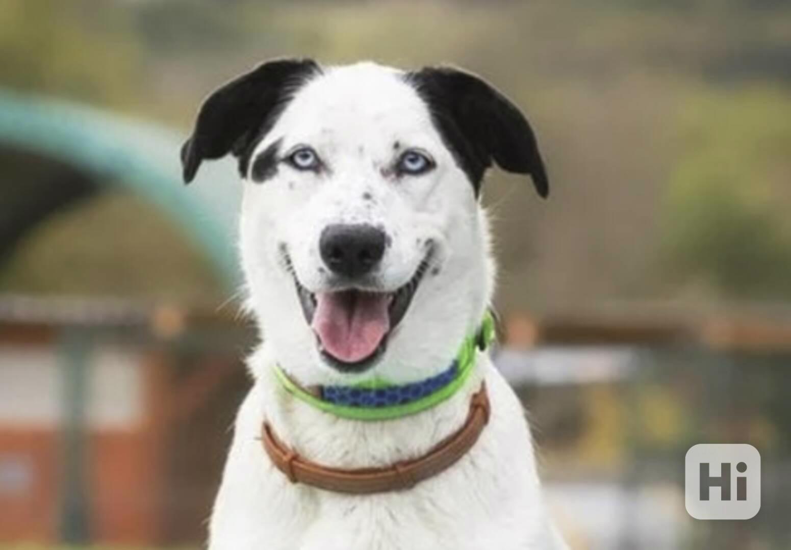 Bonnie z útulku Voříškov - foto 1