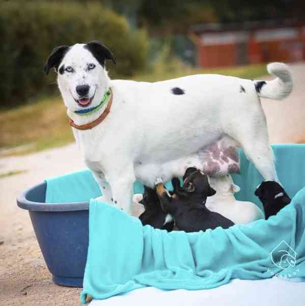 Bonnie z útulku Voříškov - foto 2