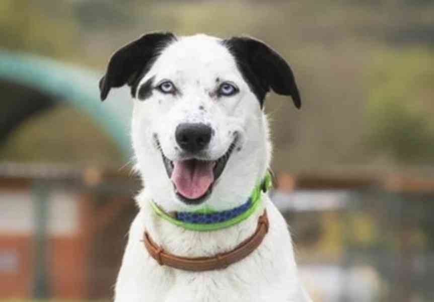 Bonnie z útulku Voříškov - foto 1