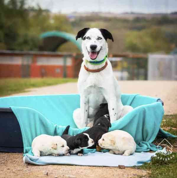 Bonnie z útulku Voříškov - foto 3