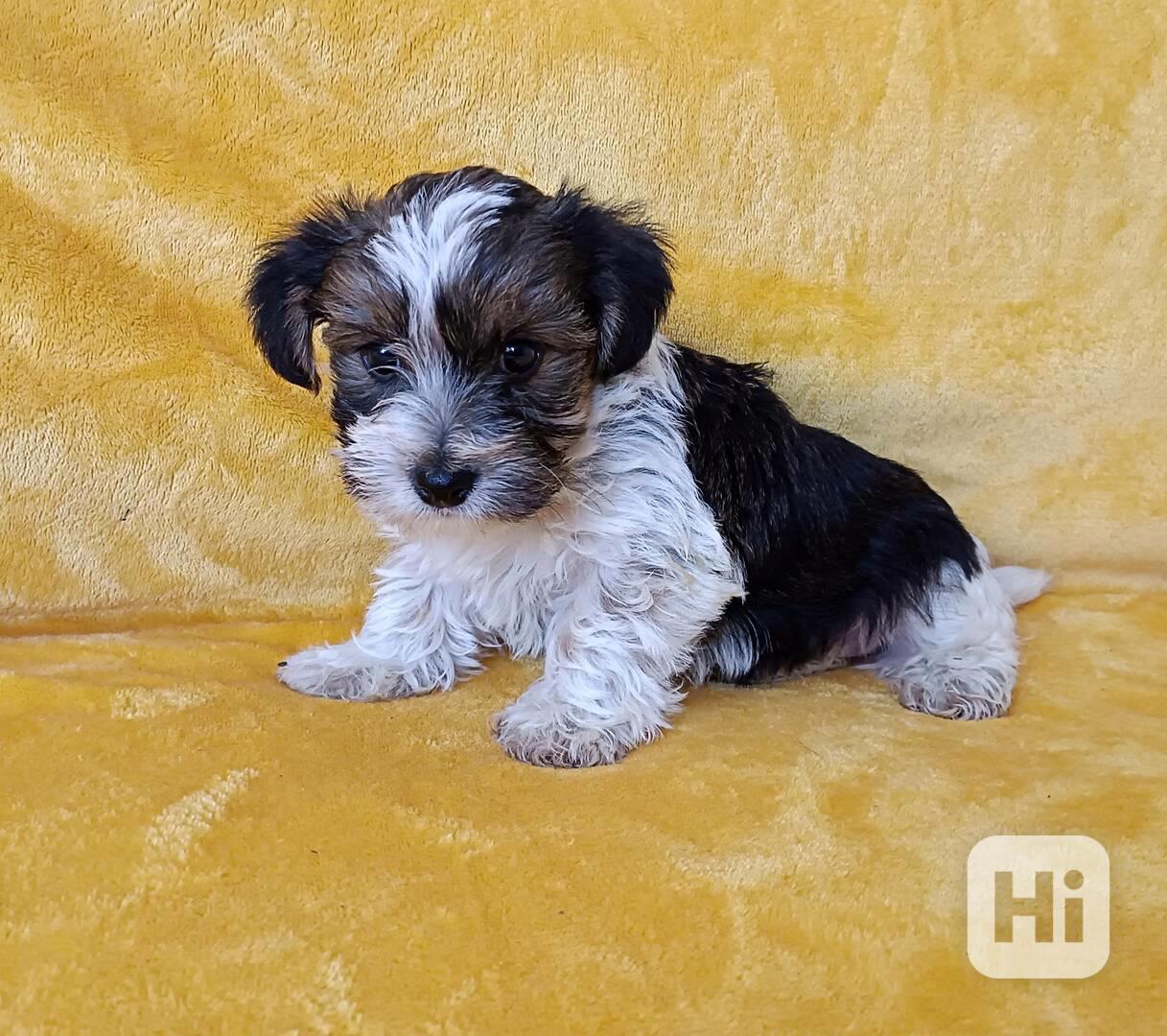 Biewer - pejsci bez pp - foto 1