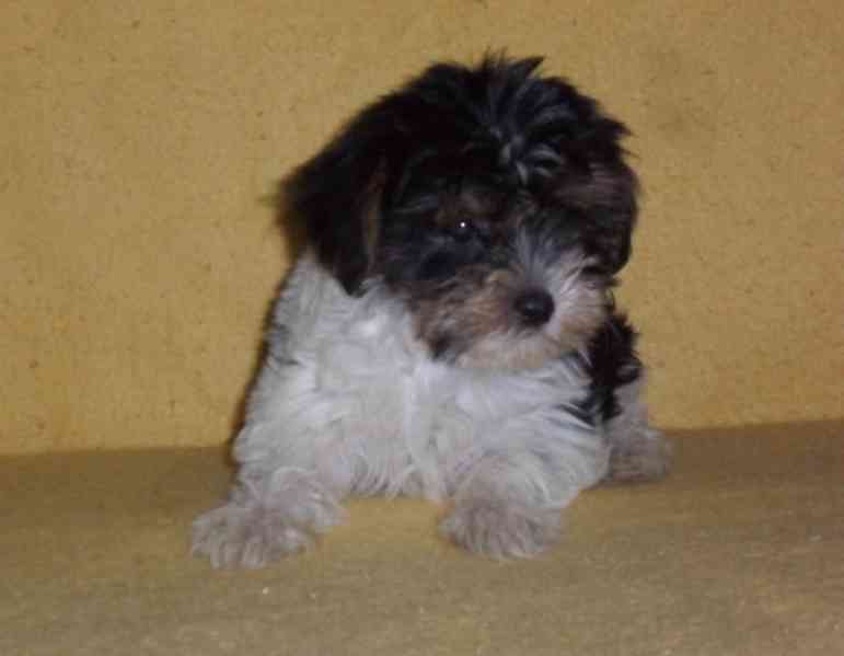 Biewer - pejsci bez pp - foto 3