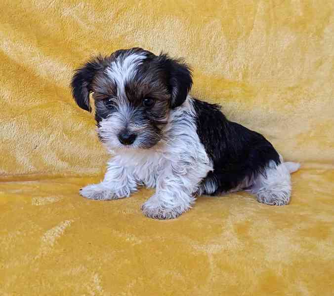 Biewer - pejsci bez pp - foto 1