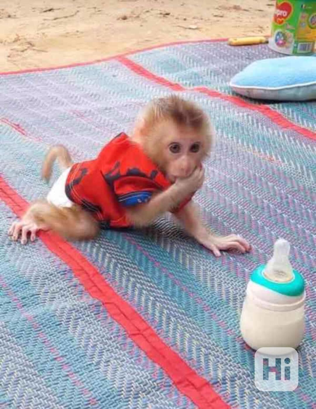 Opičky kapucínky k adopci - foto 1