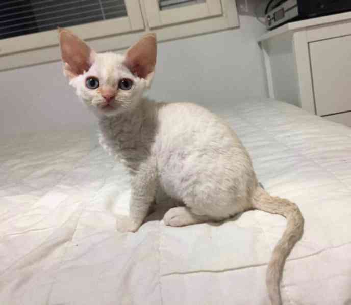 kotě devon rex - foto 3
