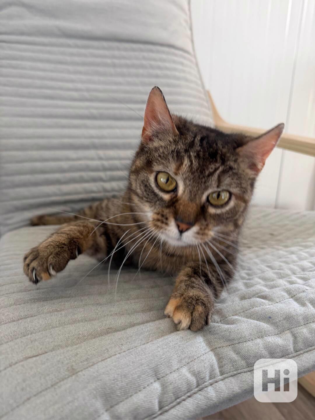 Růženka a Trony ❤ milující kočičí pár ❤ - foto 1