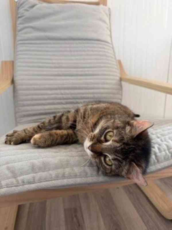 Růženka a Trony ❤ milující kočičí pár ❤ - foto 4