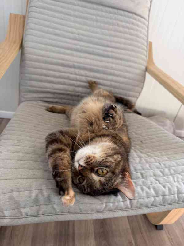 Růženka a Trony ❤ milující kočičí pár ❤ - foto 5