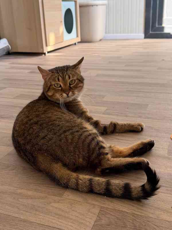 Růženka a Trony ❤ milující kočičí pár ❤ - foto 2