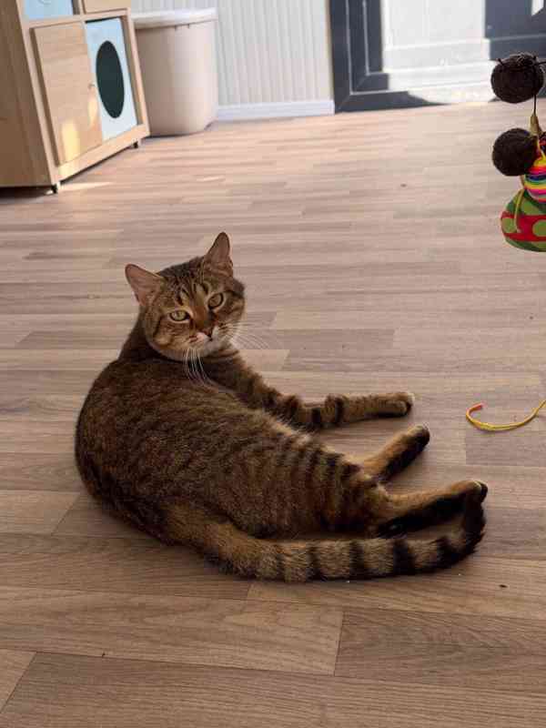 Růženka a Trony ❤ milující kočičí pár ❤ - foto 3